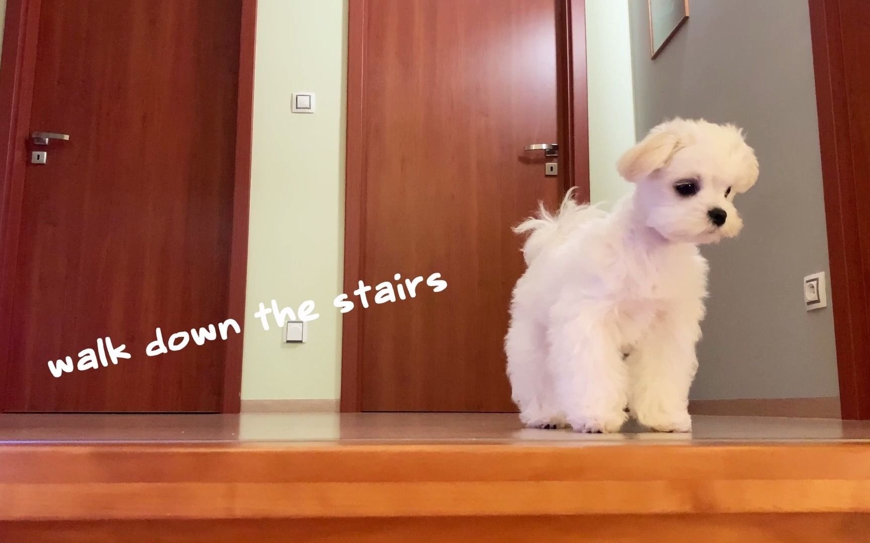 How to teach a puppy walk the stairs Cute Maltese dog Funny Christmas_哔