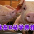 【6集】生猪养殖技术