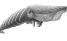 生命大跃进：乌葵虾。身长2米。却被拥有更巨大的眼睛的乌葵虾袭击这是仅次于奇虾的大型食肉动物突然出现拥有眼睛的动物的寒武纪眼睛便成为能否生存一下去的不可或缺的武。