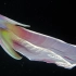 【youtube】被镜头捕捉到的彩虹水孔蛸