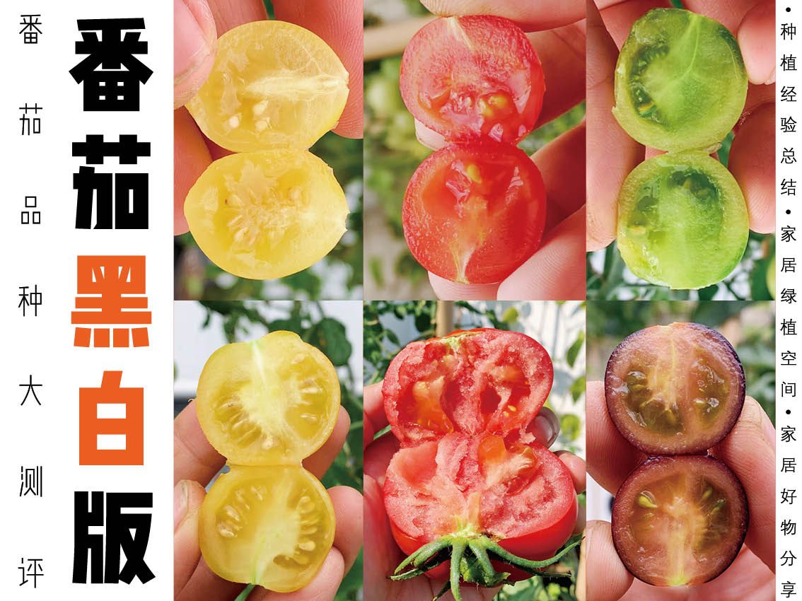 💥黑榜曝光！劝退别种！番茄品种测评~
