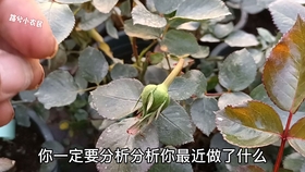 3152aa941b22ea50c562c35e46e41038cfc12644.jpg@280w_158h_1c_100q.jpg