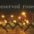 【WOTA艺】preserved roses 迟到的生企