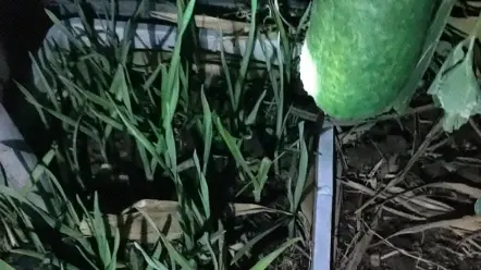 婆婆劈竹护瓜记