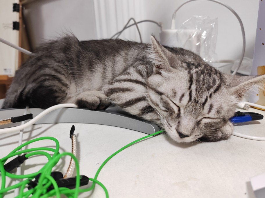 哈基米之别的玩具不玩就玩这个猫爬架送的。。。。。