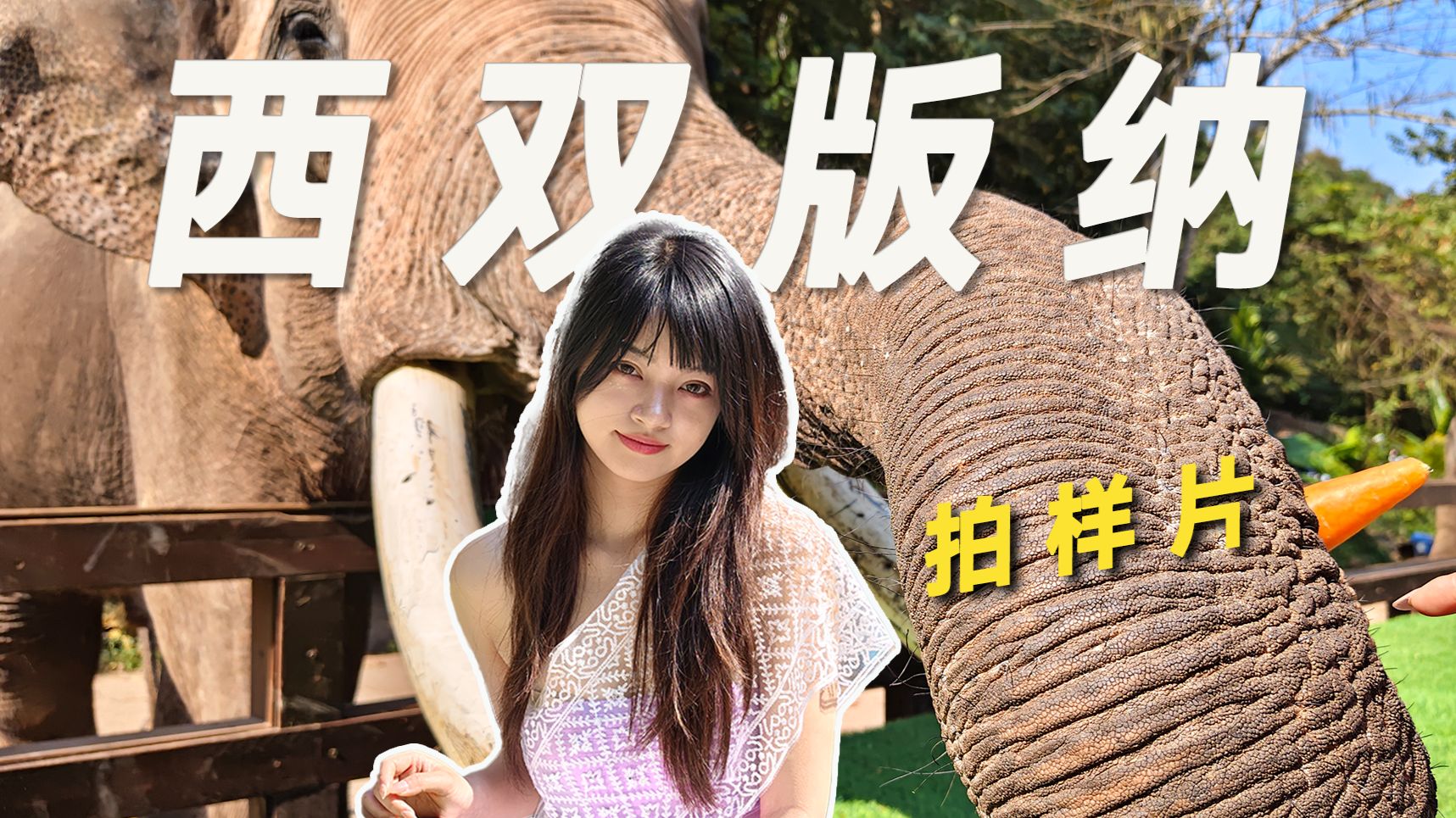 在西双版纳能拍到什么？vivo S50样片拍摄体验！