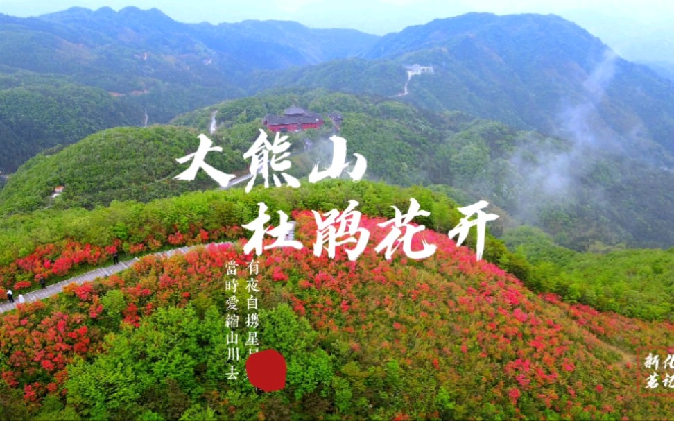 大熊山杜鹃花开