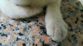 一只猫大战10只老鼠 319982f1560595033c845b1094a761f203c35c10.jpg@280w_158h_1c_100q.jpg