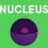 细胞核 Nucleus