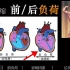 【生理三分钟】心脏前负荷后负荷：负荷是什么？高血压哪个负荷高？心输出量是如何调节的？