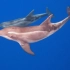 糙齿海豚高清影像 叫声清晰可见