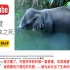 因为吃了装有爆竹菠萝致死的印度怀孕大象，死亡前在河里站了几个小时