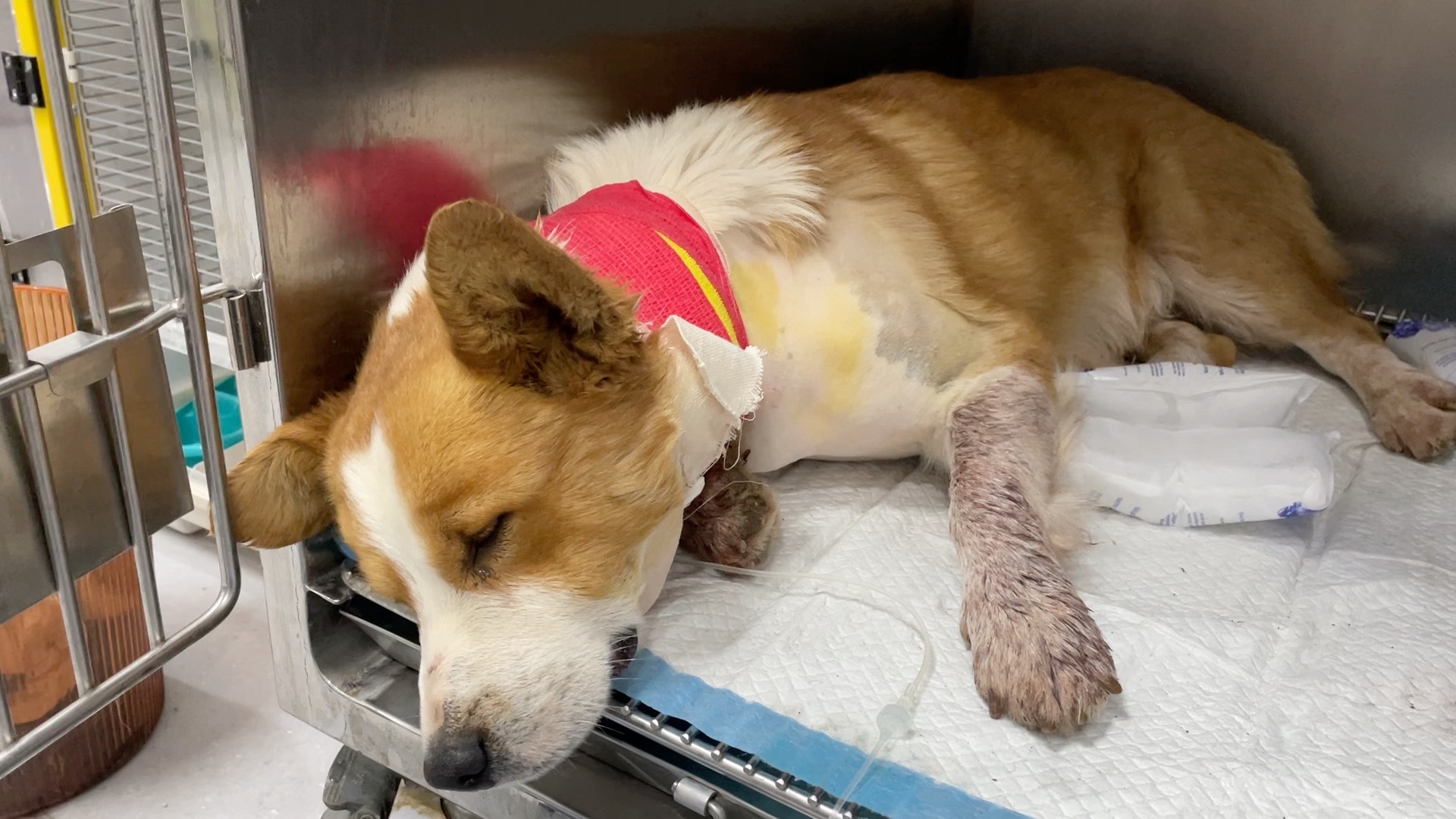 可怜的狗狗被人把喉咙割断了，它用祈求的眼神看着医生希望救救它