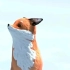 【奥斯卡】获奖短片《狐狸和老鼠》