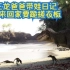 史前星球 01集丨霸王龙爸爸带娃去吃海龟大餐【4K中配版】