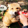 🦊狐狸宝宝的小点心是