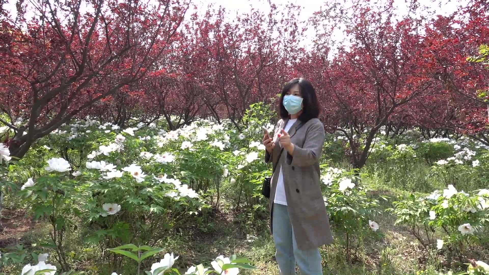偶然发现路边的一大片芍药花，北京的春天真是太美了，