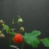 生长的力量，草莓的生长过程，你喜欢吗