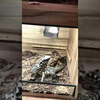 [搬] Morphcity Reptiles [动物]蜥蜴捕食