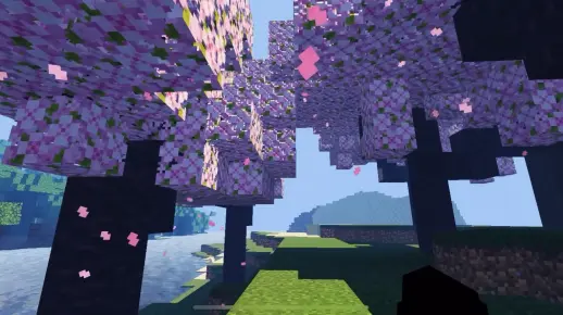 @Ta一起来看樱花雨