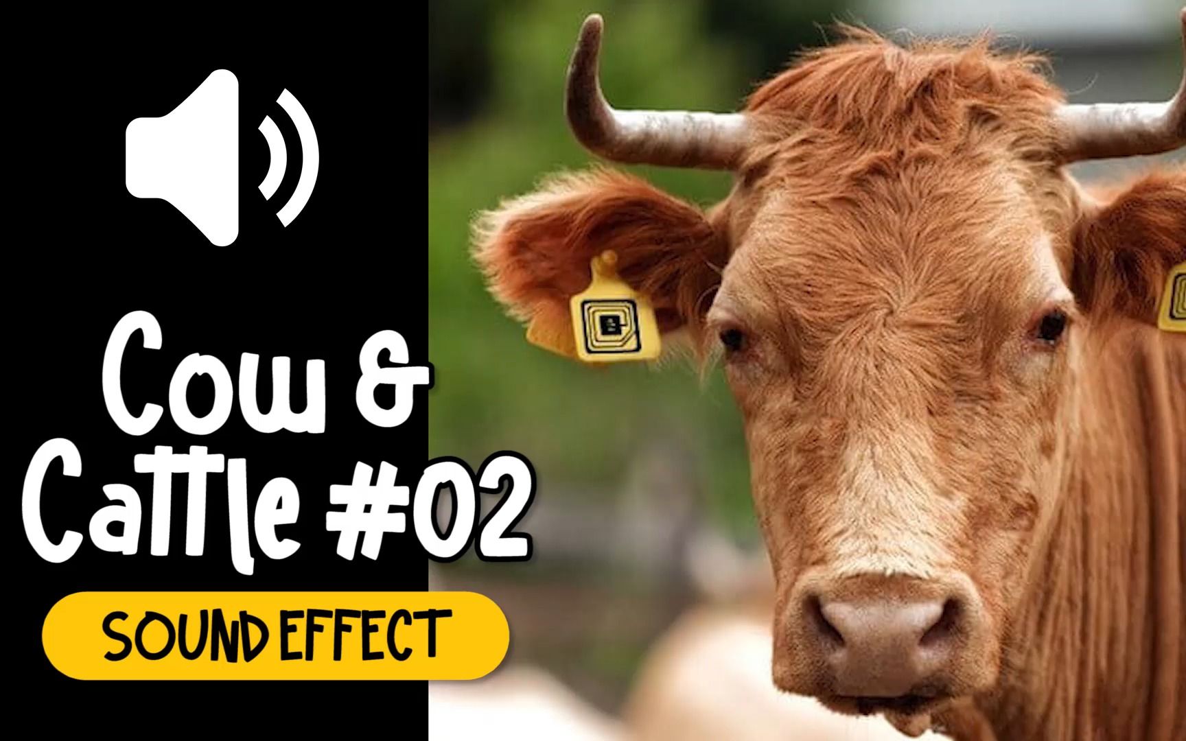 牛 #02 叫声 动物 音效 (HQ)
