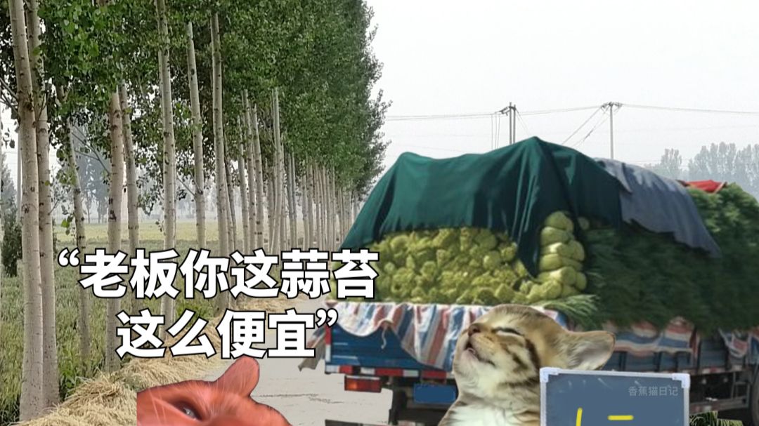 当外地人来到河南买蒜苔