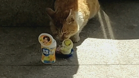 猫喜欢玩塑料袋可以买什么玩具 32893d144730f7dc317e60b76e74774e38f85b6c.jpg@280w_158h_1c_100q.jpg