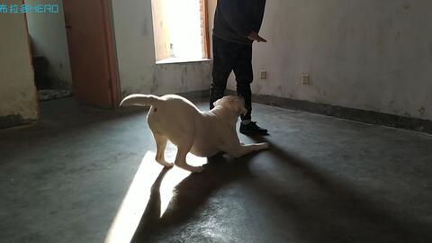 怎么教狗狗装死的动作 32973ec3c967f73c8099539a3c7a7a43145d539d.jpg@480w_270h_1c