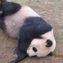 大熊猫华龙
