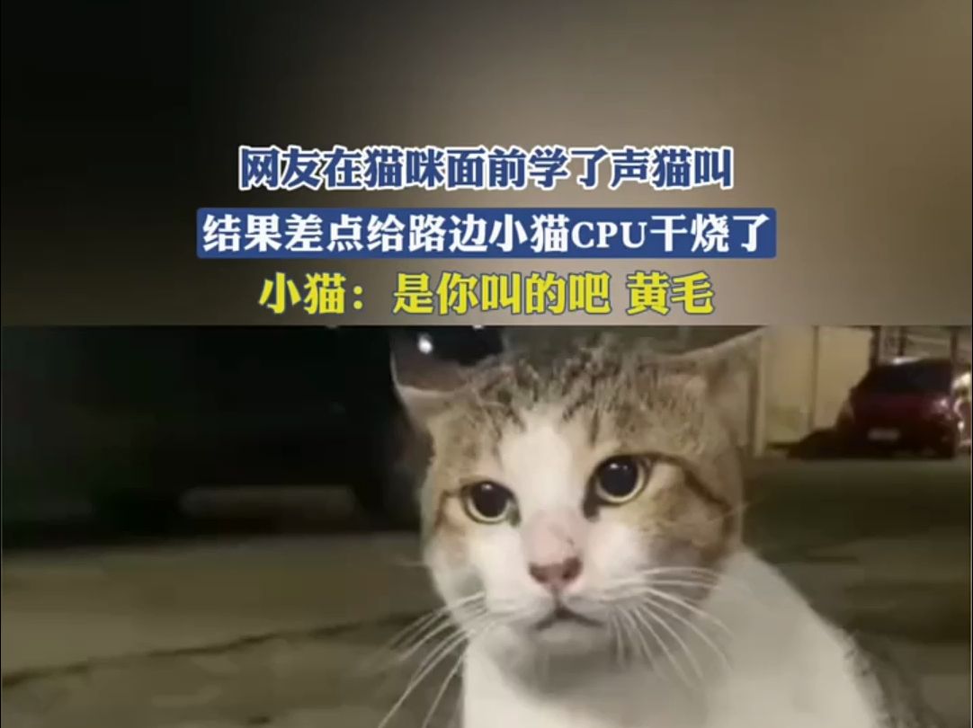 网友在猫咪面前学了声猫叫，结果差点给路边小猫CPU干烧了。小猫：是你叫的吧！黄毛。