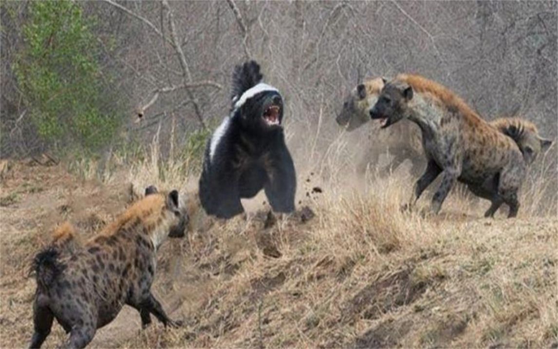 4只鬣狗掏肛蜜獾，不料却被蜜獾反掏，平头哥：就你会掏肛？