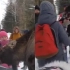 小女孩在公园遭到驼鹿攻击，被踢倒在地上，游客反应令网友怒赞