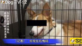 32ff4b388c78ce5e77bbc2ca5f4d5d02b88c47df.jpg@280w_158h_1c_100q.jpg