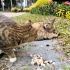 一只猫的冻干被另一只猫抢了，很不开心