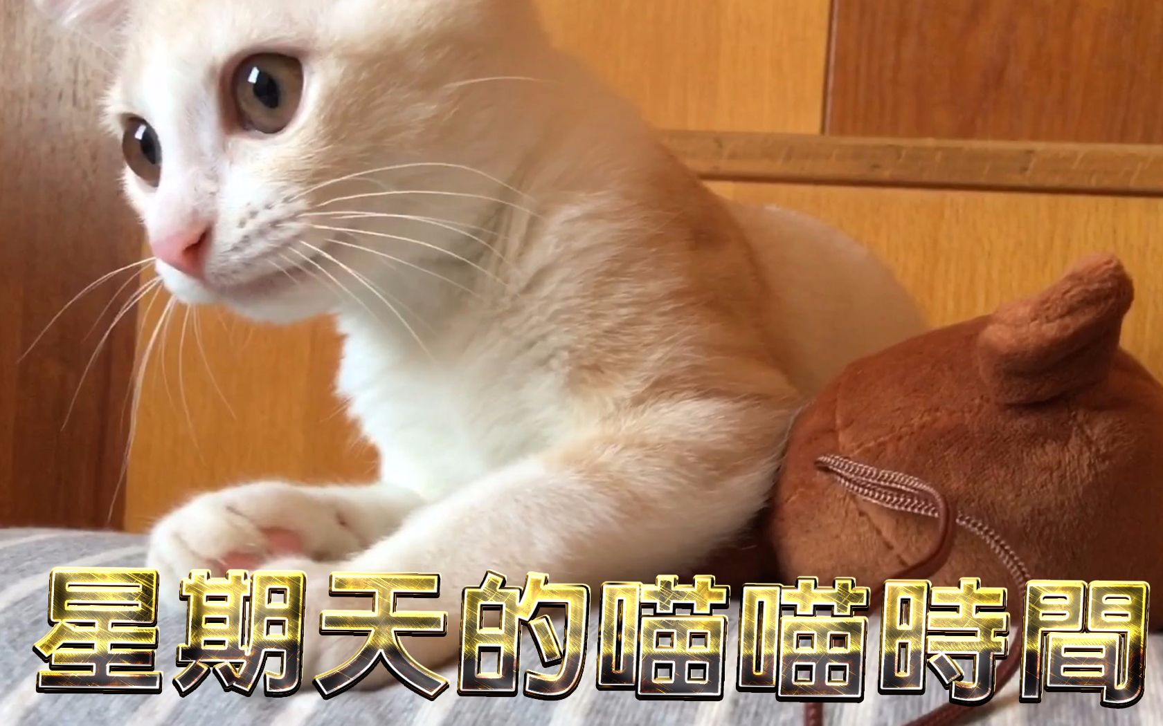 【星期天配音】星期天的喵喵时间系列（持续连载中）  (台湾配音员与小猫咪的趣味创作)