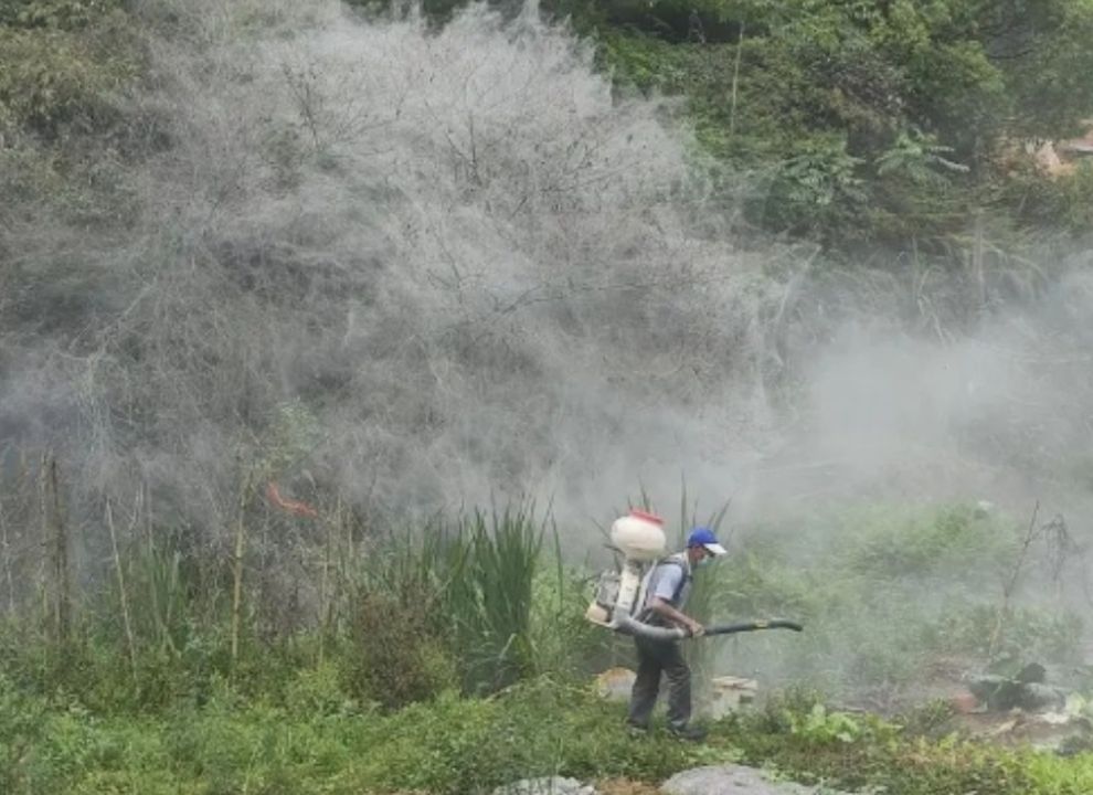 泉州巨型“蜘蛛网”达50多平方米！林业局：是尺蠖，已喷洒药物防治