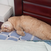 骚扰睡眠中的小猫咪是铲屎官爱干的事儿