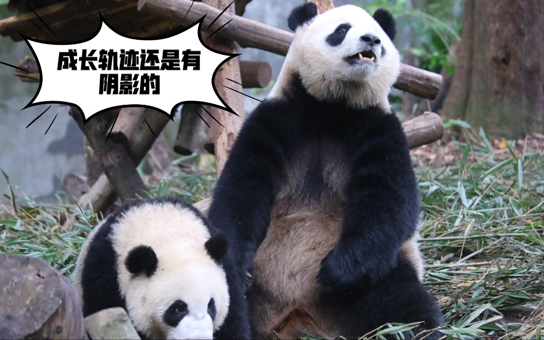 游客：“这小熊猫成长轨迹还是有阴影的”。～淼淼使出拳击揍儿子。【大熊猫淼淼、金喜】