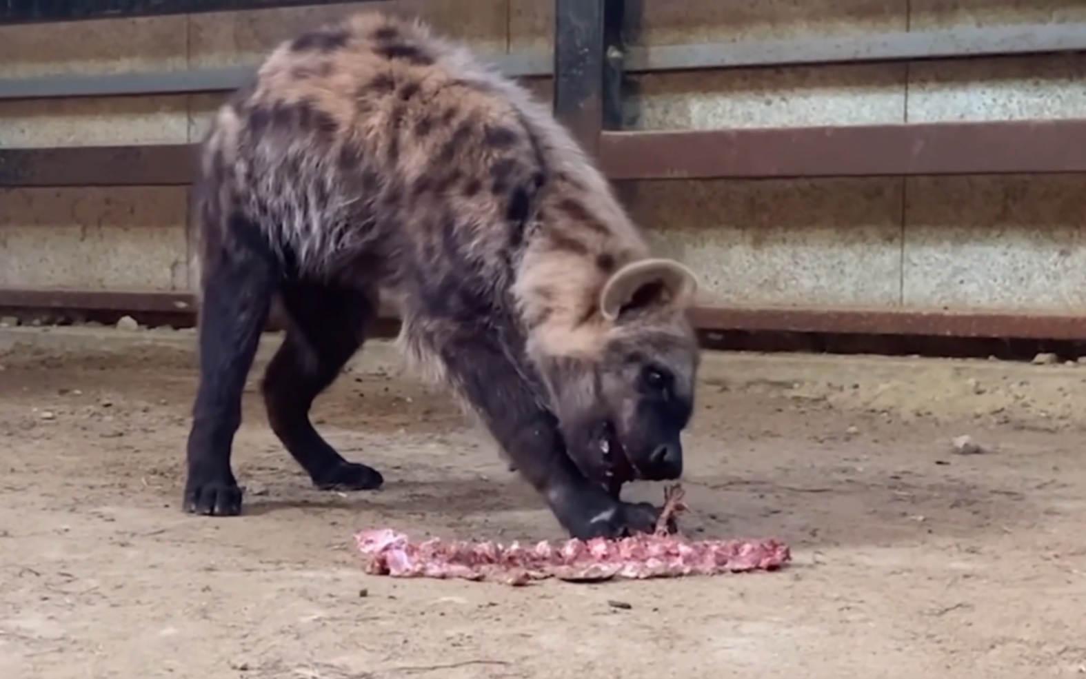 斑鬣狗啃骨头，陆地最强咬合力？吃骨头就是咔咔脆
