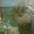 BBC纪录片《大猫》选段：最古怪的小型猫——兔狲
