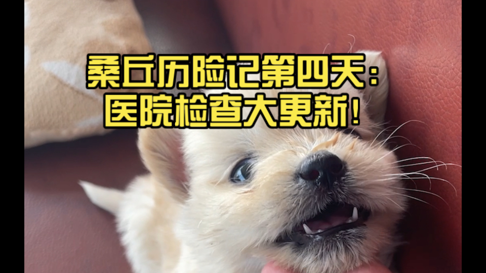 桑丘历险记第四天：医院检查大更新！