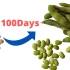 【毛豆种植】从黄豆到毛豆 只要100天 II 春天撒一把黄豆 夏天收获一盘毛豆
