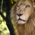 【万物有光】非洲罕见的白狮王，竟遭到疣猪追赶！