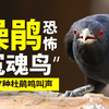 国内7种杜鹃鸟鸣声：其中“冤魂鸟”噪鹃，叫声恐怖不输猫头鹰
