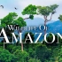 【1080P】亚马逊原始森林和野生动物！！