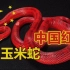 【宠物蛇】纯色系，中国红玉米蛇，最便宜又漂亮的蛇