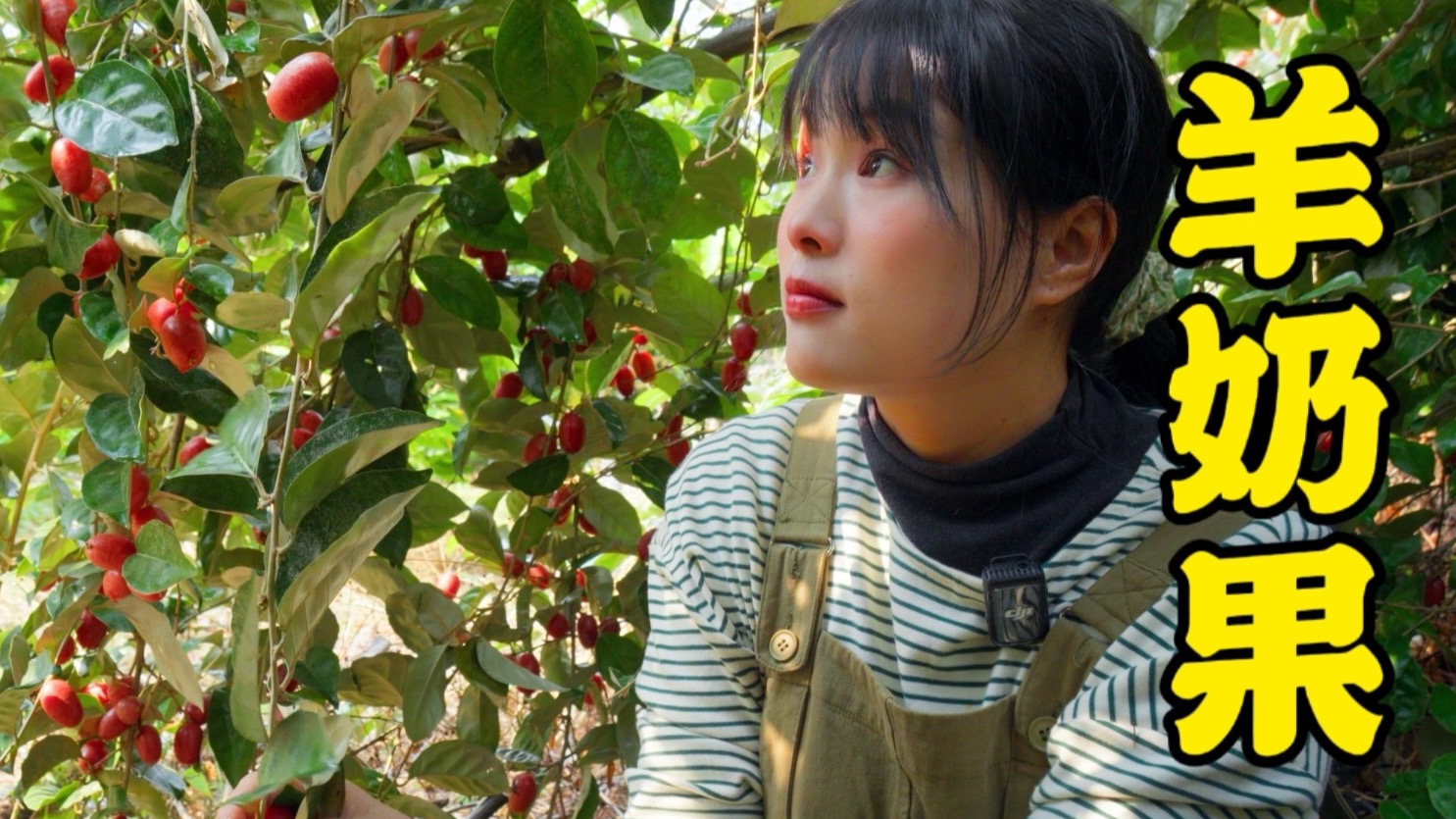 不是小番茄 ，是羊奶果  ，来自云南 ，光听名字就流口水的一种水果 ……