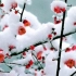 雪中的梅花