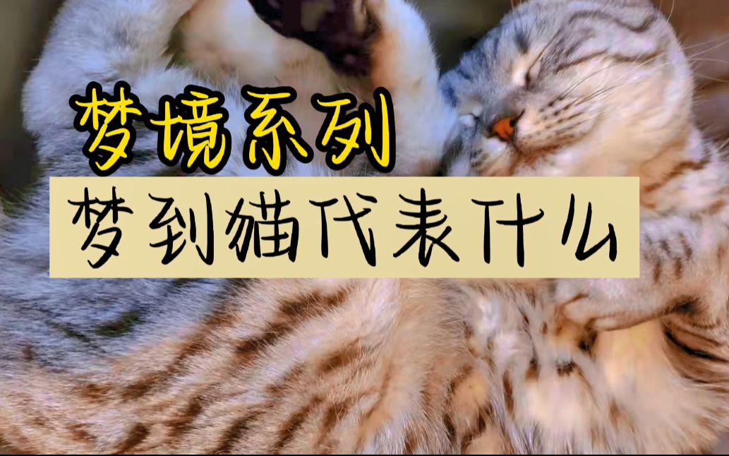 【甲木开花】【梦境系列】【11. 梦到猫代表什么】