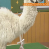 SKE48_&_HKT48_-_SKE48_no_Sekai_Seifuku_Joshi_ep18_(Valentine_Special)_от_13_февр